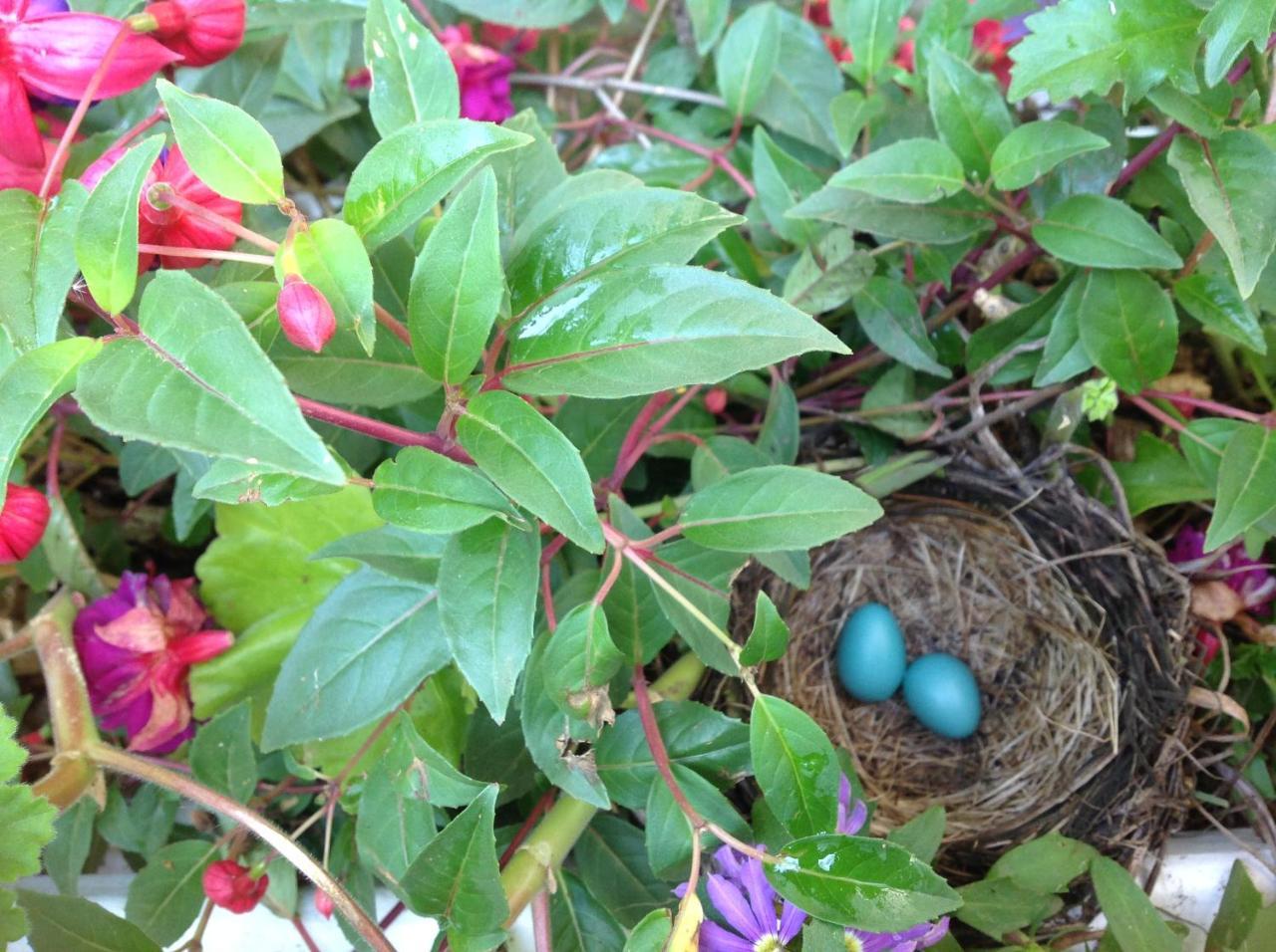 Robins Nest Bed & Breakfast Cody Εξωτερικό φωτογραφία